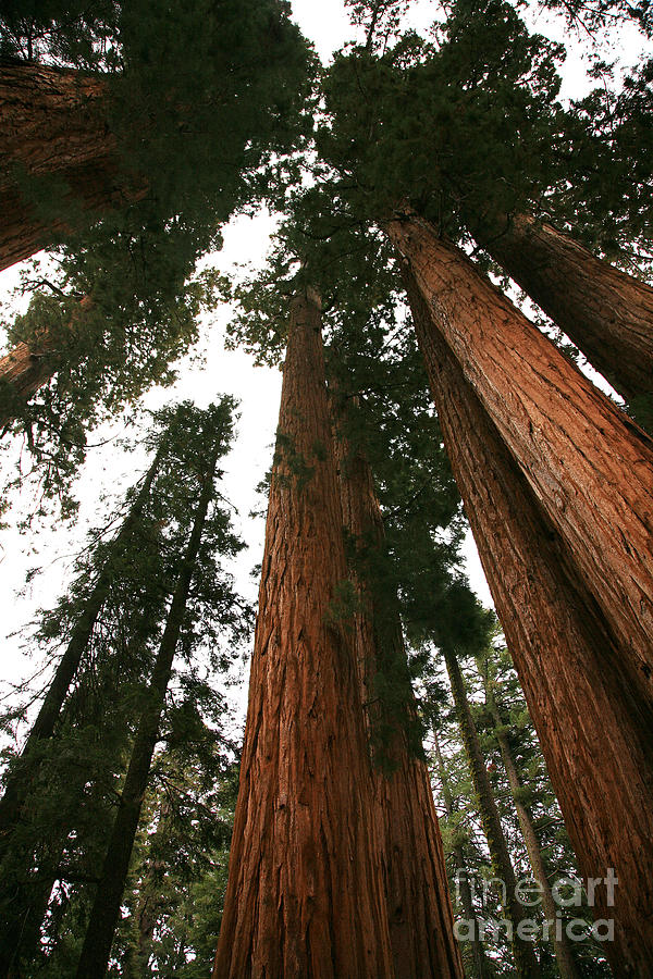 Soaring Sequoias Photograph by Timothy Johnson