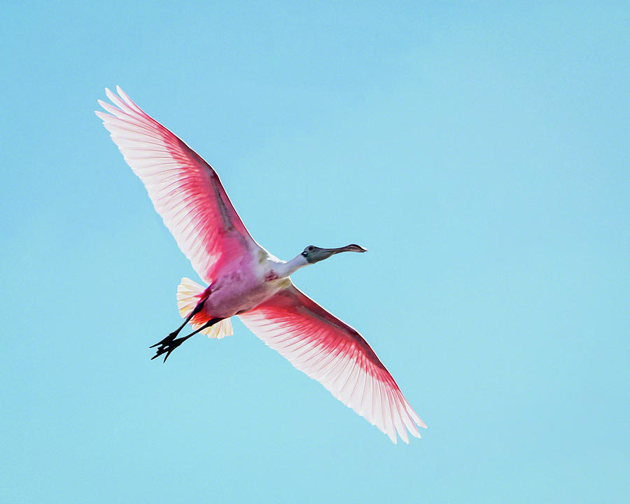 Soaring Spoonbill Photograph by Dawn Currie