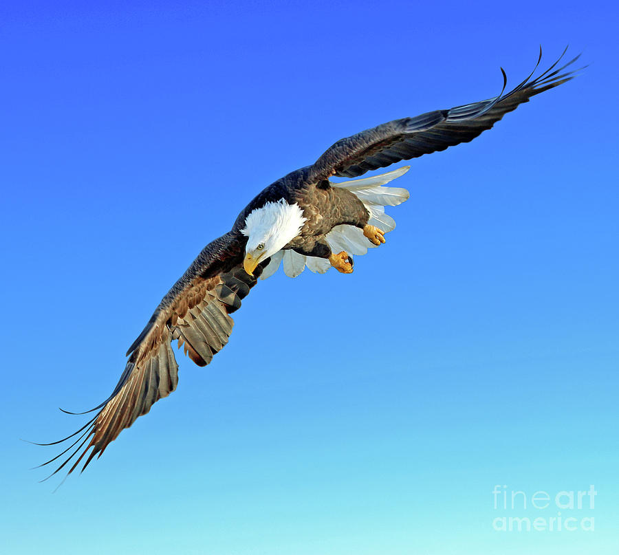Soaring Photograph by Steve Gass