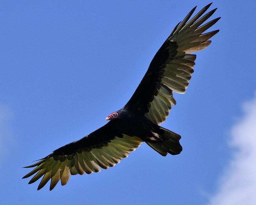 Soaring Turkey Vulture Photograph by Doug Van den Bergh