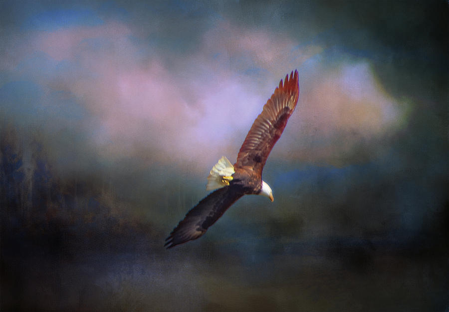 Soaring Eagle Photograph by Marilyn Wilson