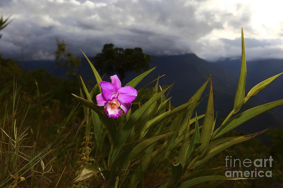 Sobralia Orchid in Cloud Forest Photograph by James Brunker