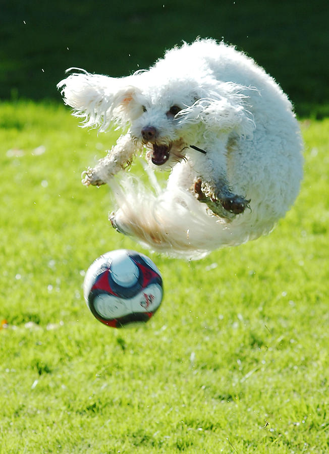 Soccer Dog-1 Photograph by Steve Somerville