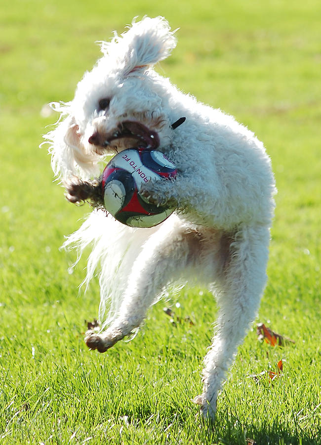 Soccer Dog-2 Photograph by Steve Somerville
