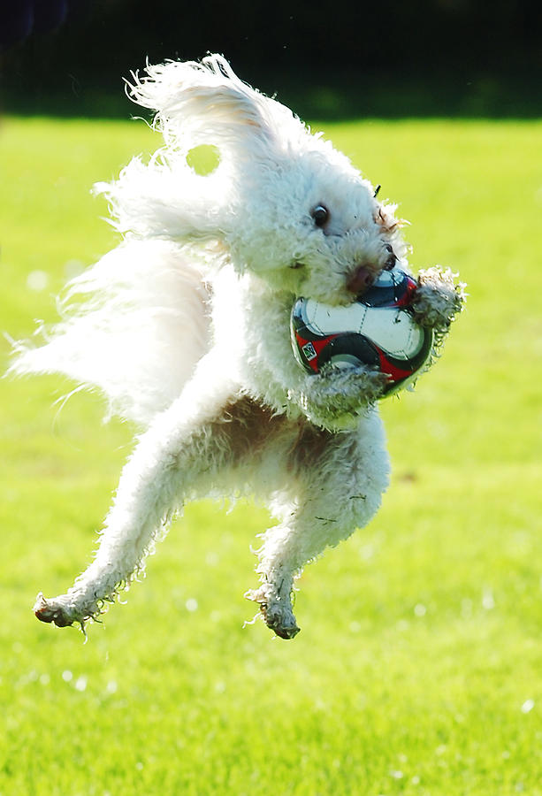 Soccer Dog-3 Photograph by Steve Somerville