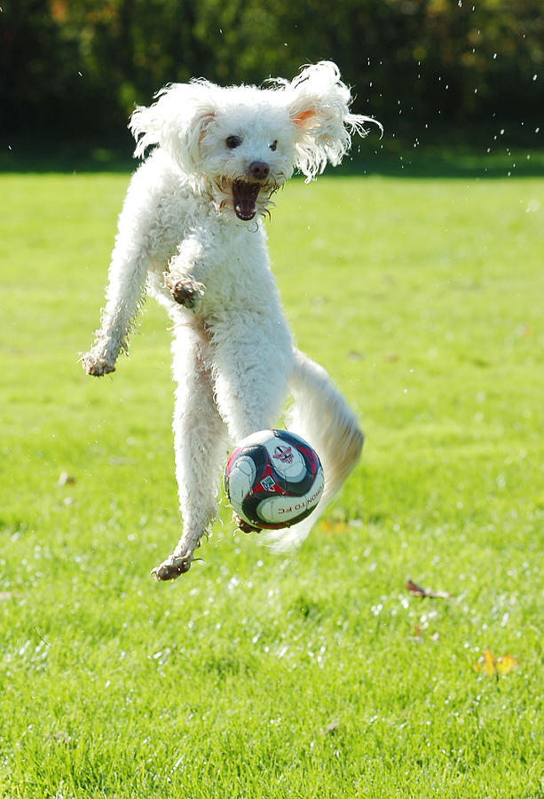 Soccer Dog-5 Photograph by Steve Somerville