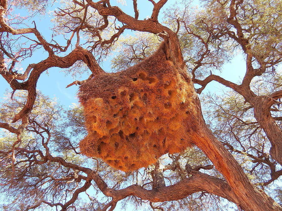 Tree Photograph - Social Weaver Nest by David Rich