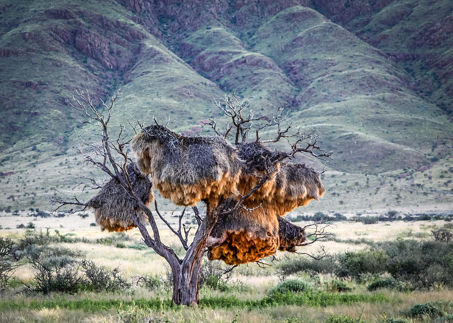 Social Weaver Nests Photograph by Gregory Daley  MPSA