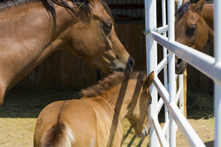 Socializing Amongst Horses Photograph by Marilyn Hunt
