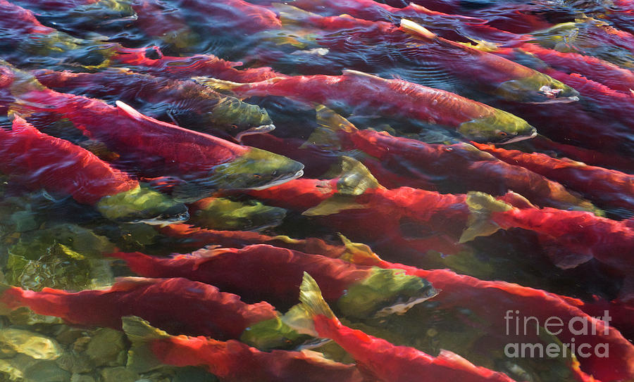 Sockeye Salmon Adams River Photograph by Yva Momatiuk John Eastcott