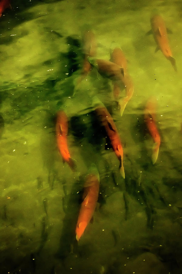 Sockeye Salmon at Potter Marsh Photograph by Belinda Greb