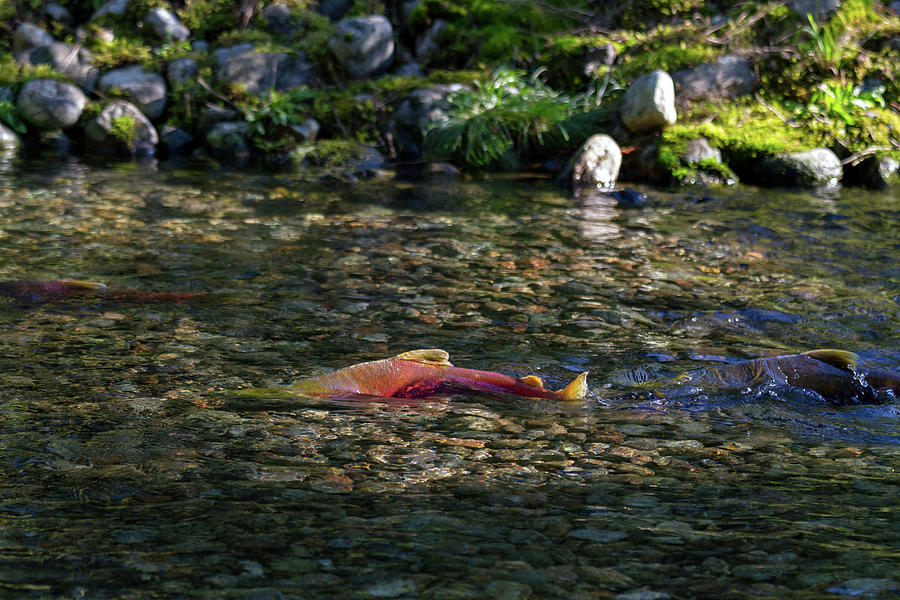 Sockeye Salmon Spawning Photograph by Michael Russell