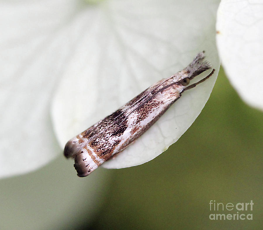 Sod Webworm Moth Photograph by Jennifer Robin