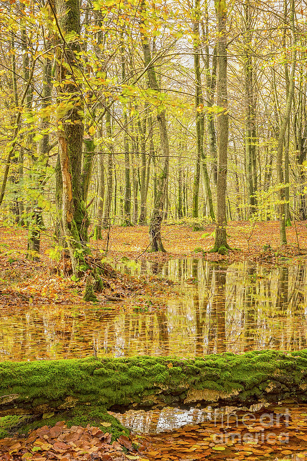 Soderasens Autumn woodland Photograph by Antony McAulay