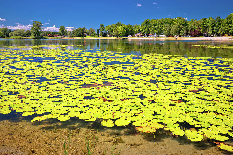 Soderica lake green landscape and water lilys view Photograph by Brch Photography