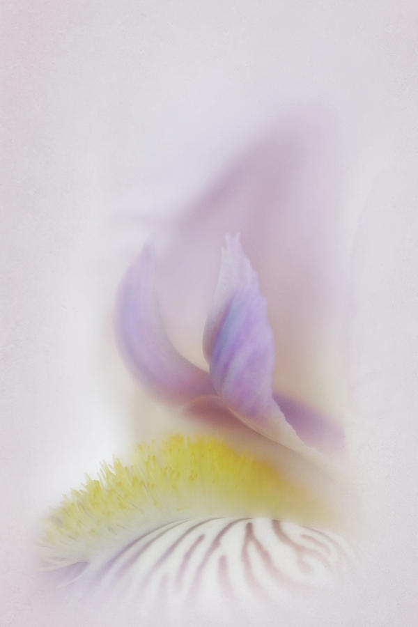 Soft and Delicate Iris Photograph by David and Carol Kelly