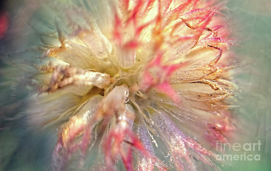 Soft and Dreamy-interior of a flower Photograph by Geraldine DeBoer