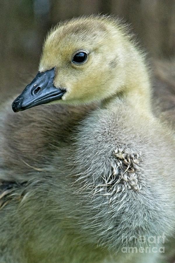 Goose Photograph - Soft And  Fuzzy by Craig Leaper