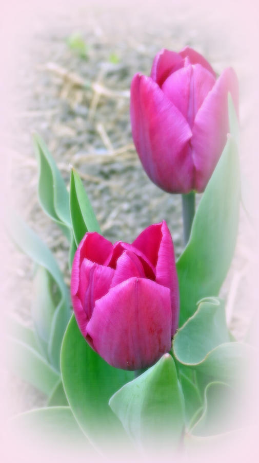 Soft And Lovely Tulips Digital Art by Kay Novy