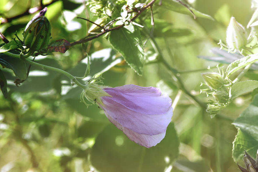 Soft And Pretty Photograph By William Tasker Fine Art America