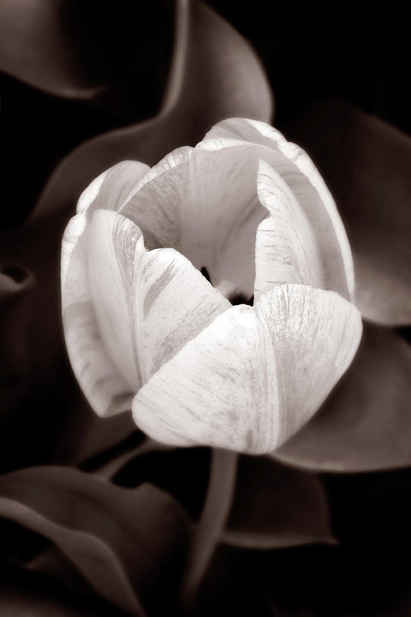 Soft and Sepia Tulip Photograph by Marilyn Hunt