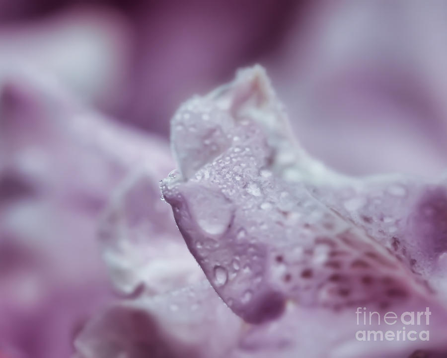 Soft and Subtle Photograph by Kerri Farley