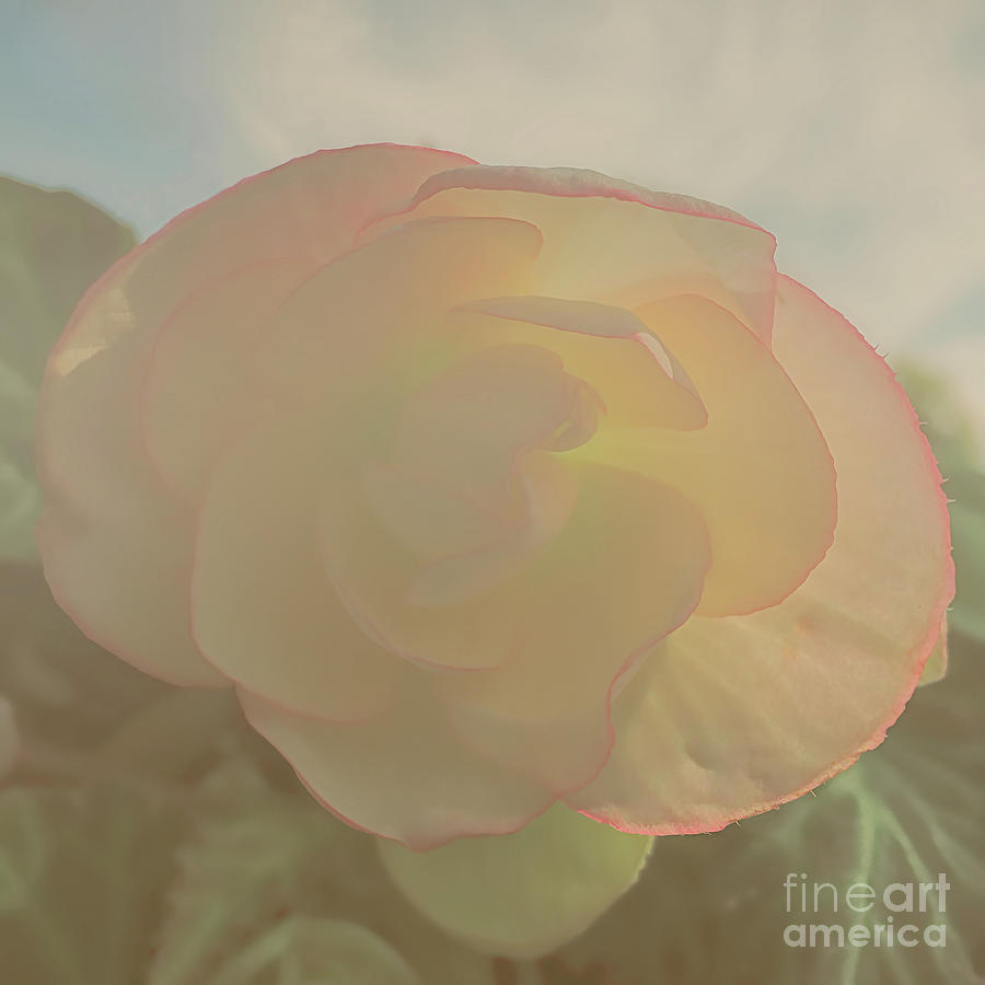Vintage Digital Art - Soft and  Sweet Begonias by Luther Fine Art