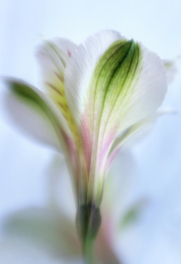 Flowers Still Life Photograph - Soft and Tender by David and Carol Kelly