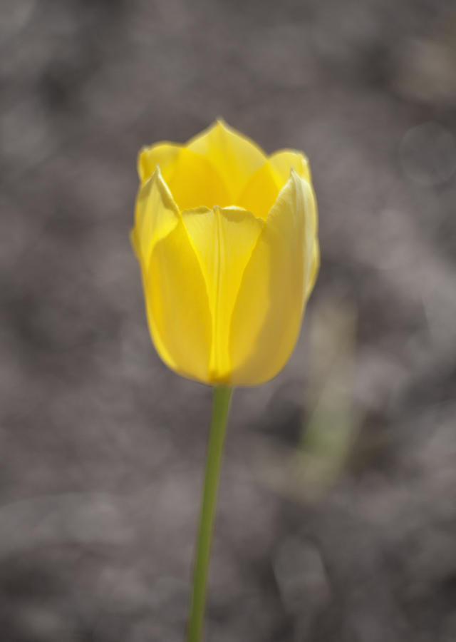 Soft and Yellow Photograph by Morris McClung