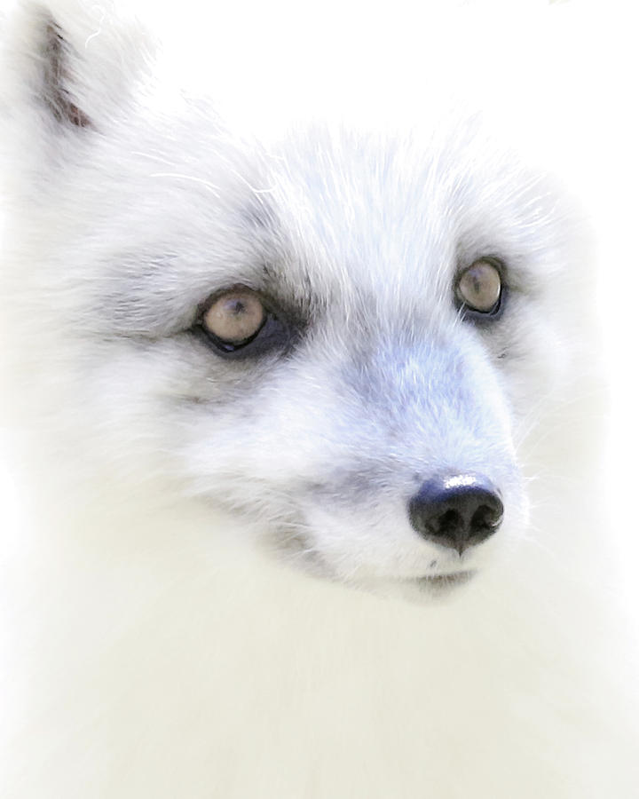Soft Arctic Fox Face Photograph By Steve Mckinzie