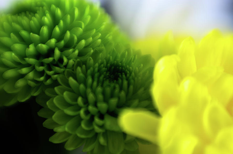 Soft as a Breeze by Ian Thompson Soft as a Breeze by Ian Thompson
