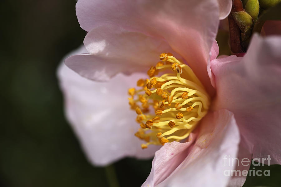 Nature Photograph - Soft As Camellia by Joy Watson
