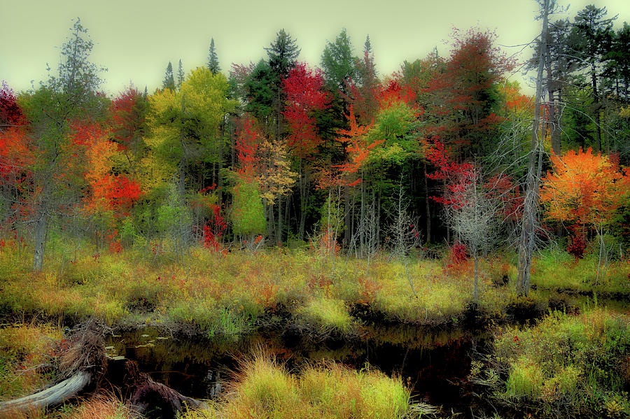 Soft Autumn Color Photograph by David Patterson
