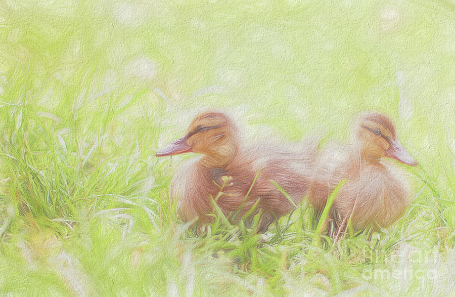  Soft Baby Ducks Photograph by Peggy Franz