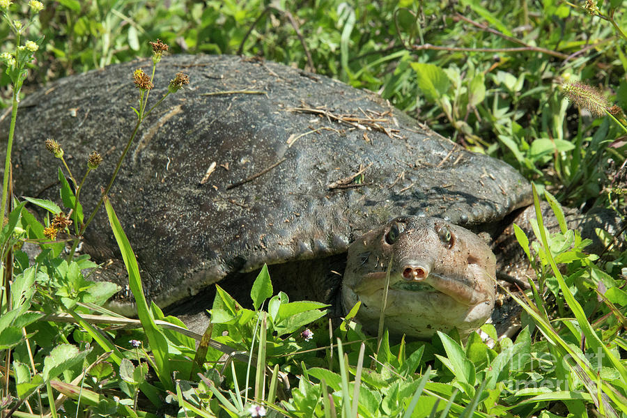 Soft Back Turtle Photograph by Rob Hawkins