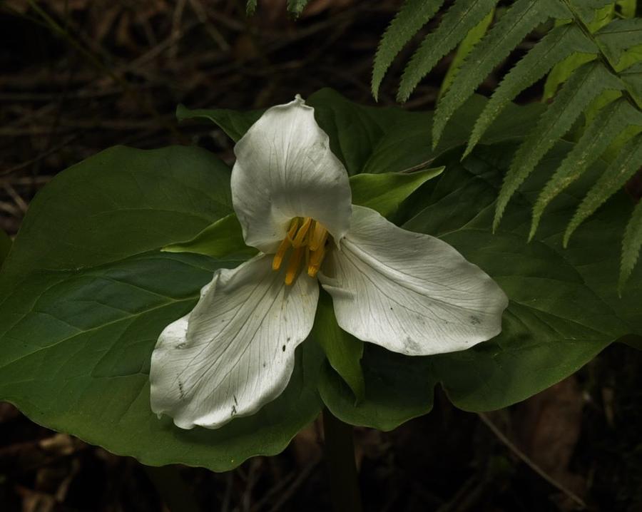 Soft Beauty of the Trillium  Photograph by Charles Lucas