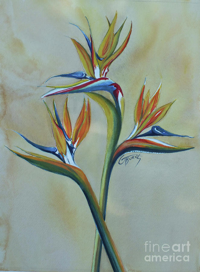 Soft Bird of Paradise by GG Burns Soft Bird of Paradise by GG Burns