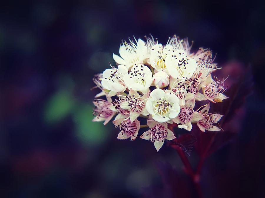 Soft Blossom Photograph by Lilia S