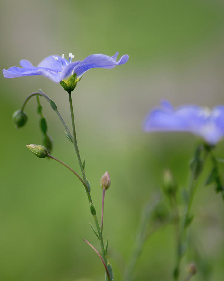 Soft Blue Flax Photograph By Linda Weyers - Fine Art America