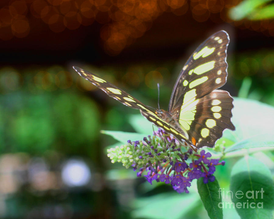 Soft Butterfly Photograph by Smilin Eyes Treasures