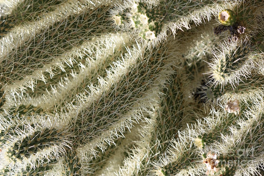 Soft Cactus Thorns Photograph by Carol Groenen