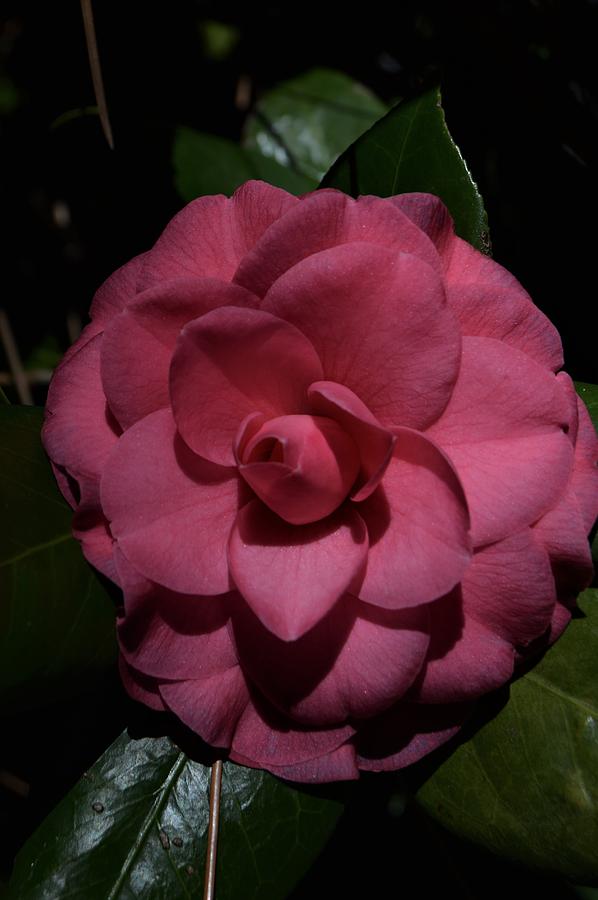 Soft Camellia Photograph by Warren Thompson