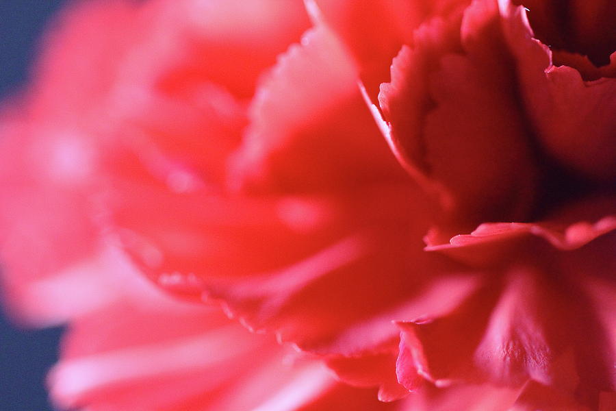 Soft Carnation Petals Photograph by Angela Murdock