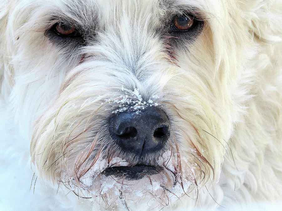Soft-coated Wheaten Terrier Eating Snow Photograph by Linda Stern