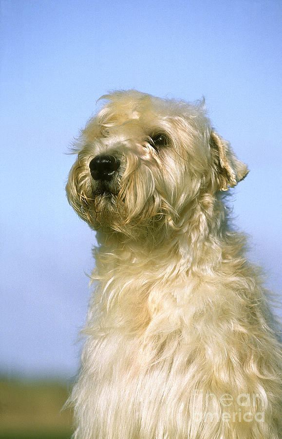 Soft Coated Wheaten Terrier Photograph by Gerard Lacz