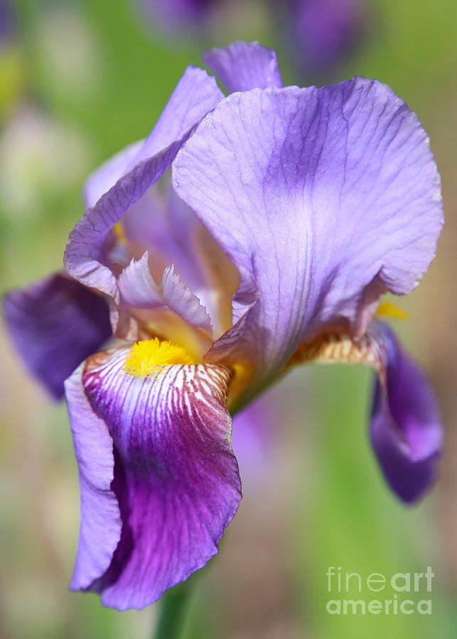 Iris Photograph - Soft Colors Iris by Carol Groenen
