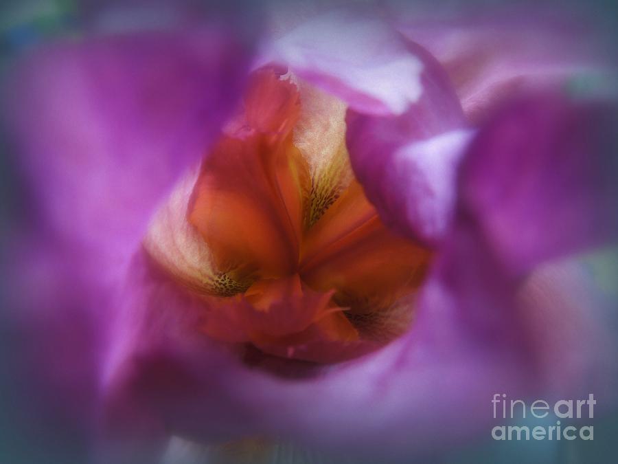 Soft Colors Iris Photograph by Renee Trenholm