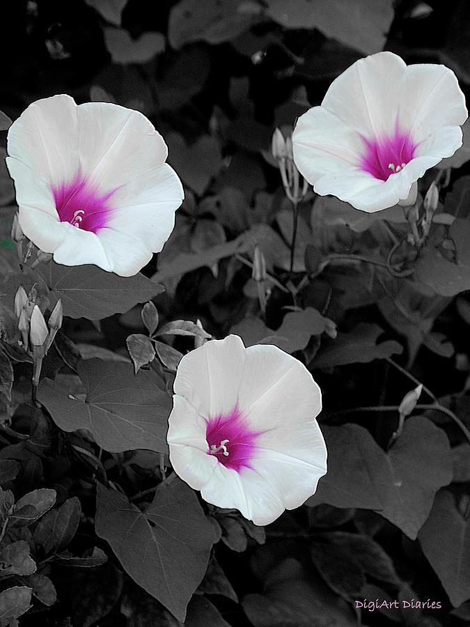 Soft Contrast Digital Art by DigiArt Diaries by Vicky B Fuller