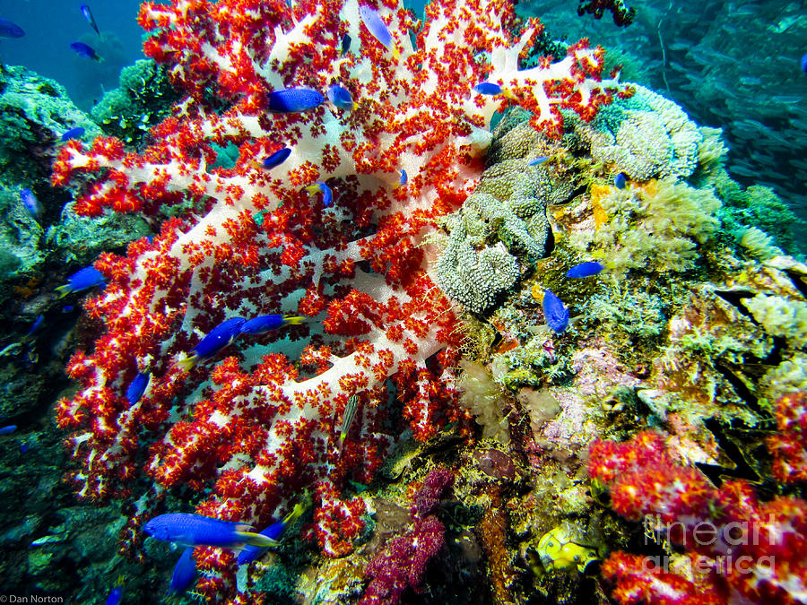 Soft Coral In Truk Photograph