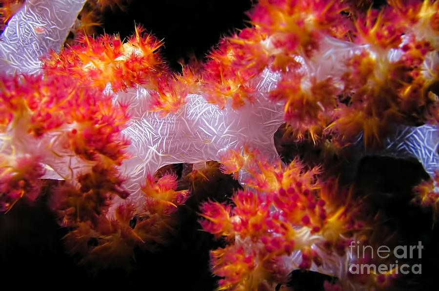 Soft Coral Photograph by Joerg Lingnau